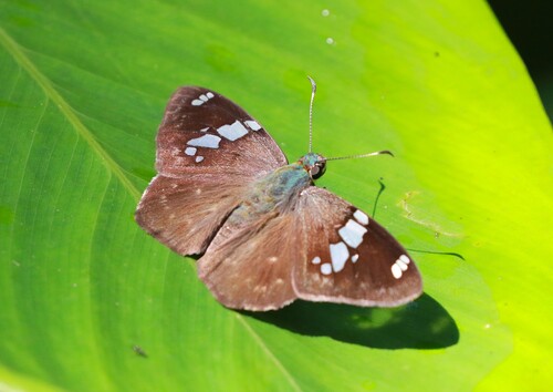 Celaenorrhinus similis