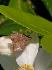 Choreutis pariana