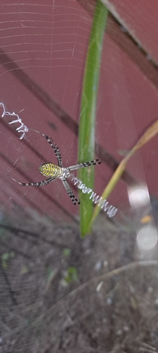 Banded Garden Spider