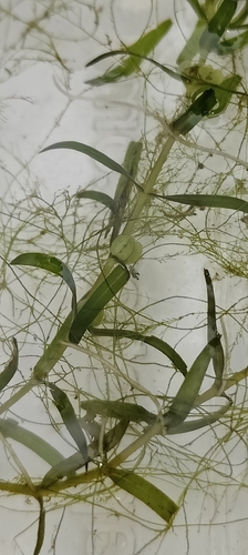 Callitriche hermaphroditica, 2026-09-12