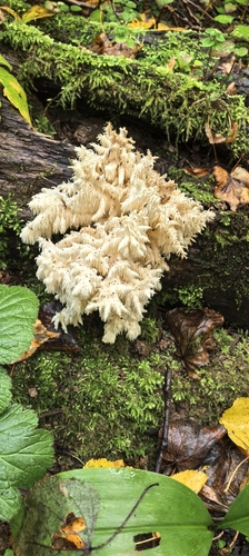 Наблюдение на iNaturalist