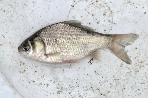 Japanese White Crucian Carp