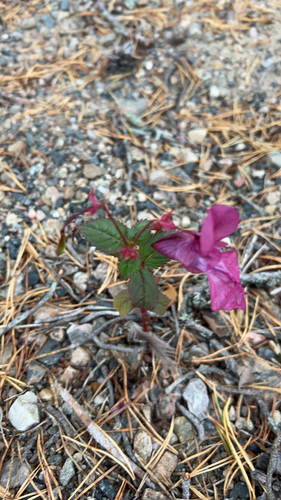 Himalayan balsam