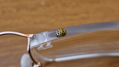 22-spot Ladybird