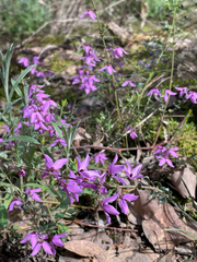Tetratheca ciliata, photograph author not stated, no rights reserved