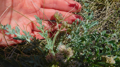 Vesper montanus