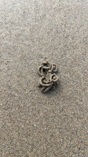 Blow Lugworm
