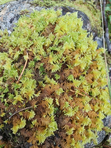 Ostrich-plume Moss