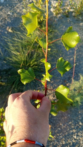 Black Poplar