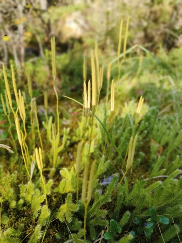 stag's-horn clubmoss