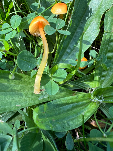 Glutinous Waxcap