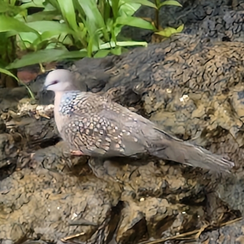 Spotted Dove