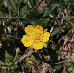 Potentilla thuringiaca