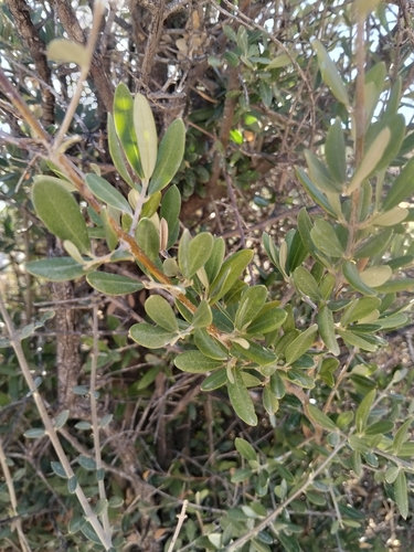 Olive
