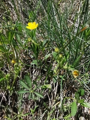 Potentilla thuringiaca