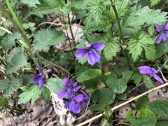 Viola uliginosa