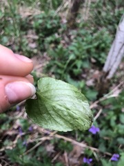 Viola uliginosa