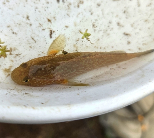 Frog Goby