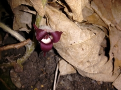 Asarum canadense reflexum