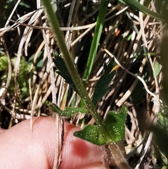 Potentilla thuringiaca