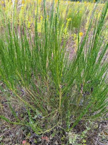 Scotch Broom