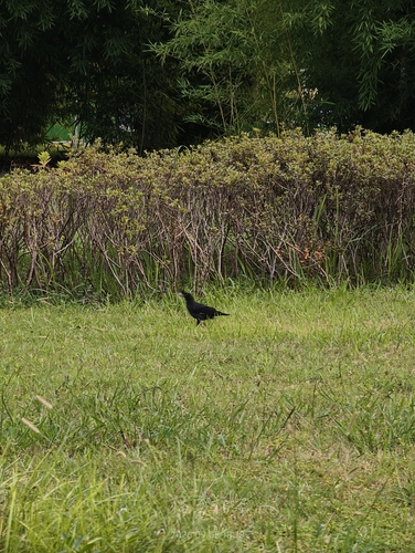 Crested Myna