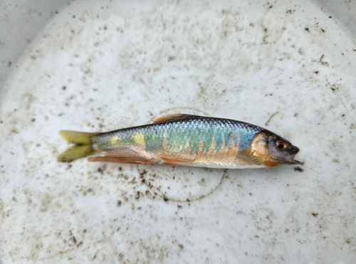 Pale Chub