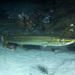 Striped Barracuda - Photo (c) grahammcmartin, some rights reserved (CC BY-NC), uploaded by grahammcmartin