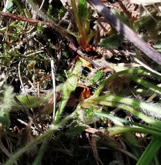 Potentilla thuringiaca