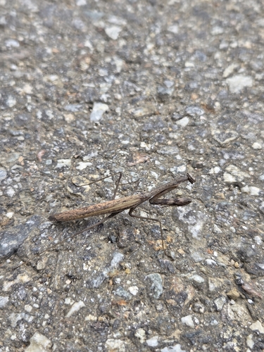 Asian Jumping Mantis
