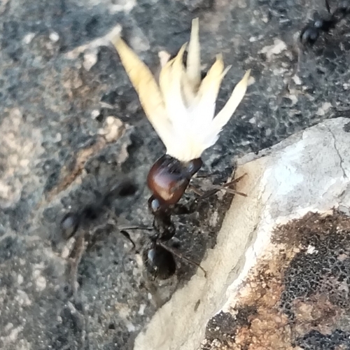 Barbary Harvester Ant