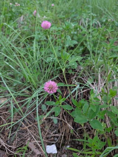 Red Clover