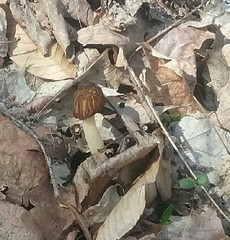 Morchella punctipes