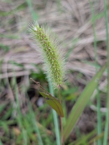 Green Bristle Grass