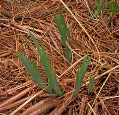 Iris pseudacorus