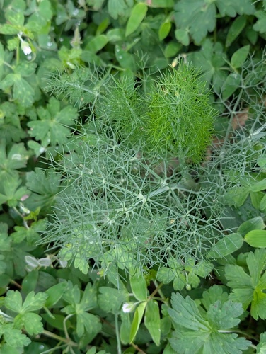fennel