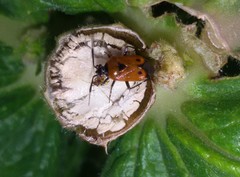 Deraeocoris punctum