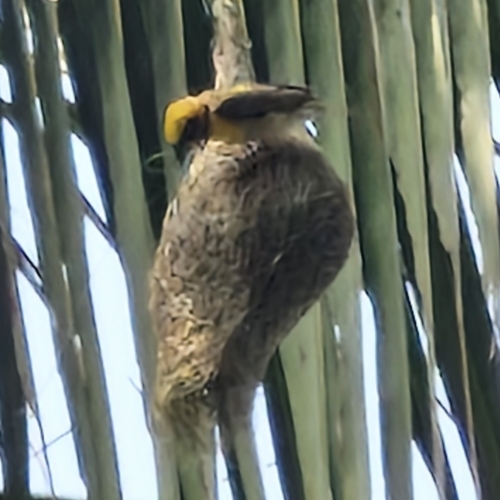 Baya Weaver