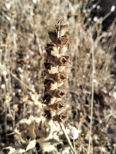 Mediterranean lineseed