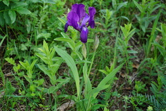 Iris furcata