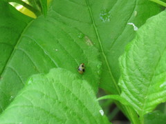 Paridea angulicollis