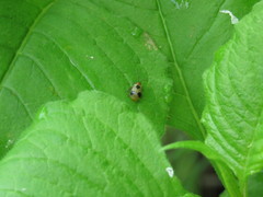 Paridea angulicollis