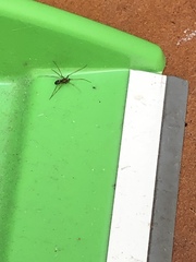 Araneae