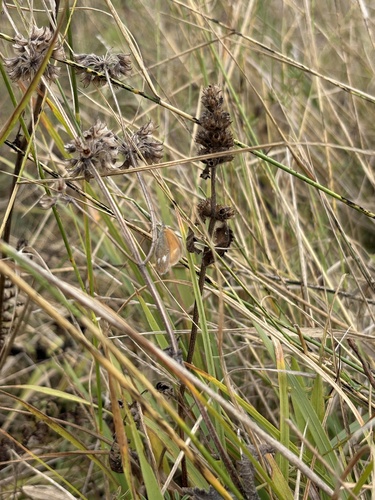 Chestnut Heath