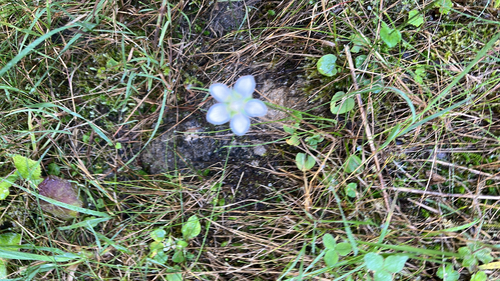 marsh grass-of-Parnassus