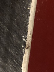 Araneae