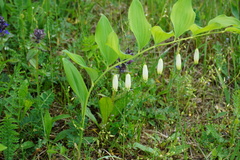 Polygonatum glaberrimum