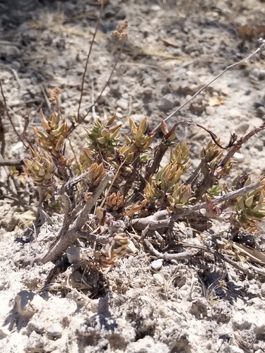 Pale Stonecrop