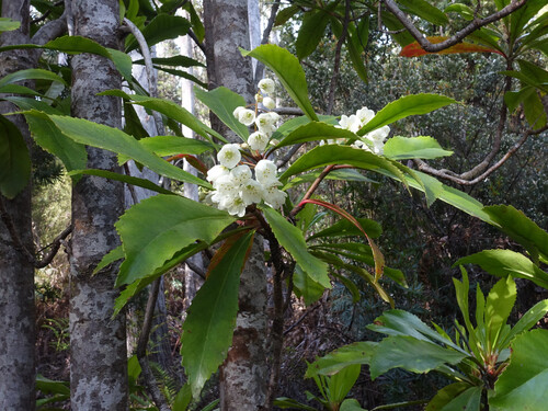 Anopterus glandulosus, photograph 5