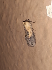 Lepidoptera